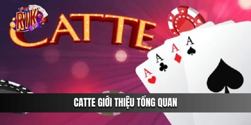 Giới thiệu tổng quan về Catte siêu hot